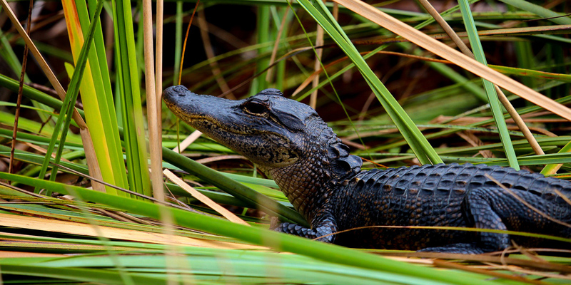 Everglades Park Alligator
