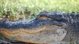 Stati Uniti: Visitare Parco Nazionale Delle Everglades - Foto 10